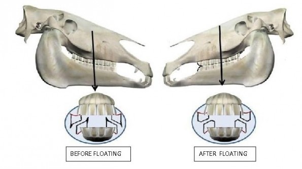 dental1