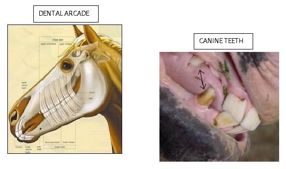 dental2